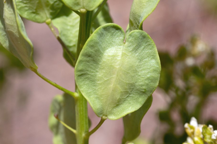 Ярутка Полевая семейство