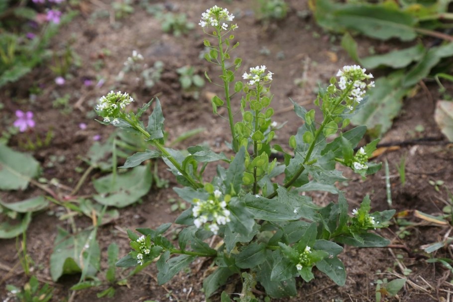 Ярутка Полевая сорняк