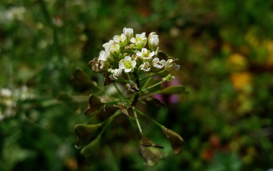 Ярутка Полевая семейство