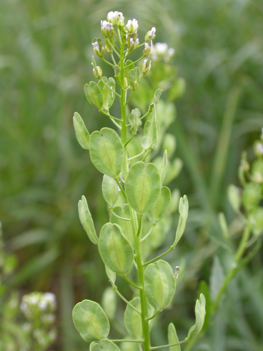 Ярутка Полевая