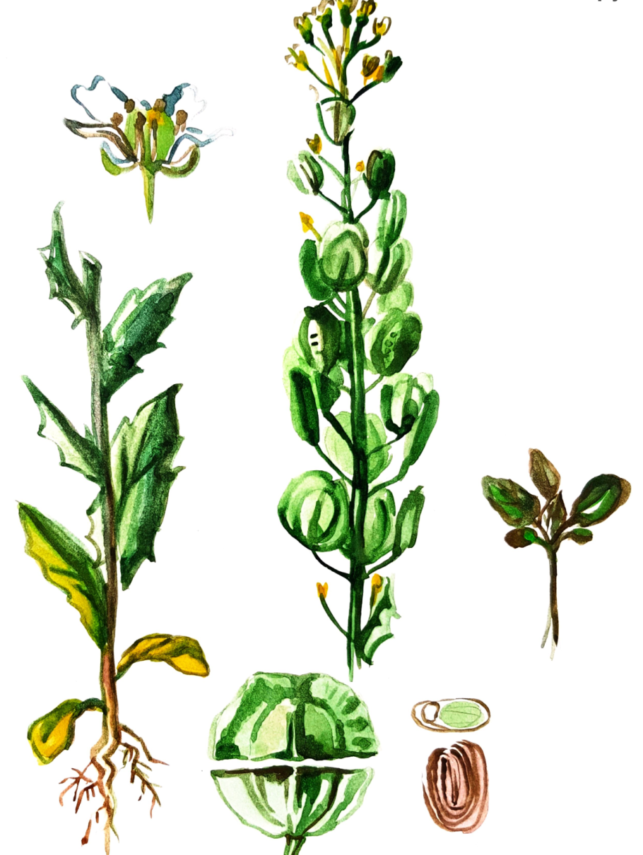 Ярутка Полевая