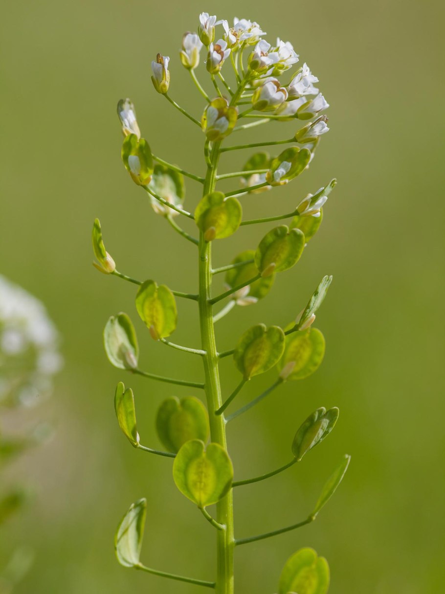 Ярутка ярутка