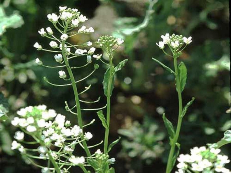 Ярутка Альпийская