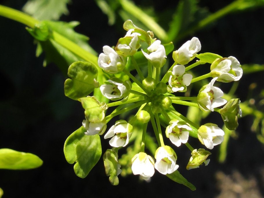 Ярутка Полевая (Thlaspi arvense l.)