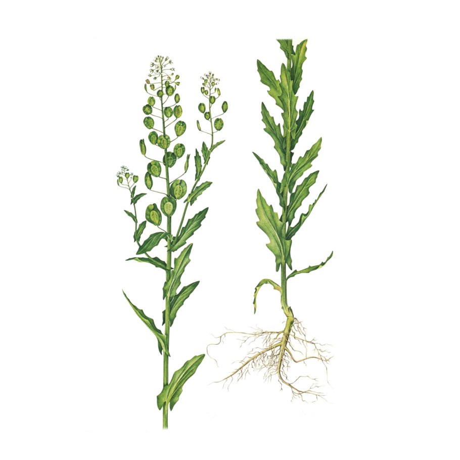 Пастушья сумка обыкновенная (Capsella Bursa-pastoris)