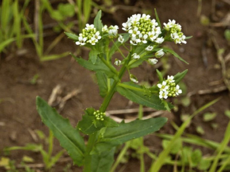 Ярутка Полевая