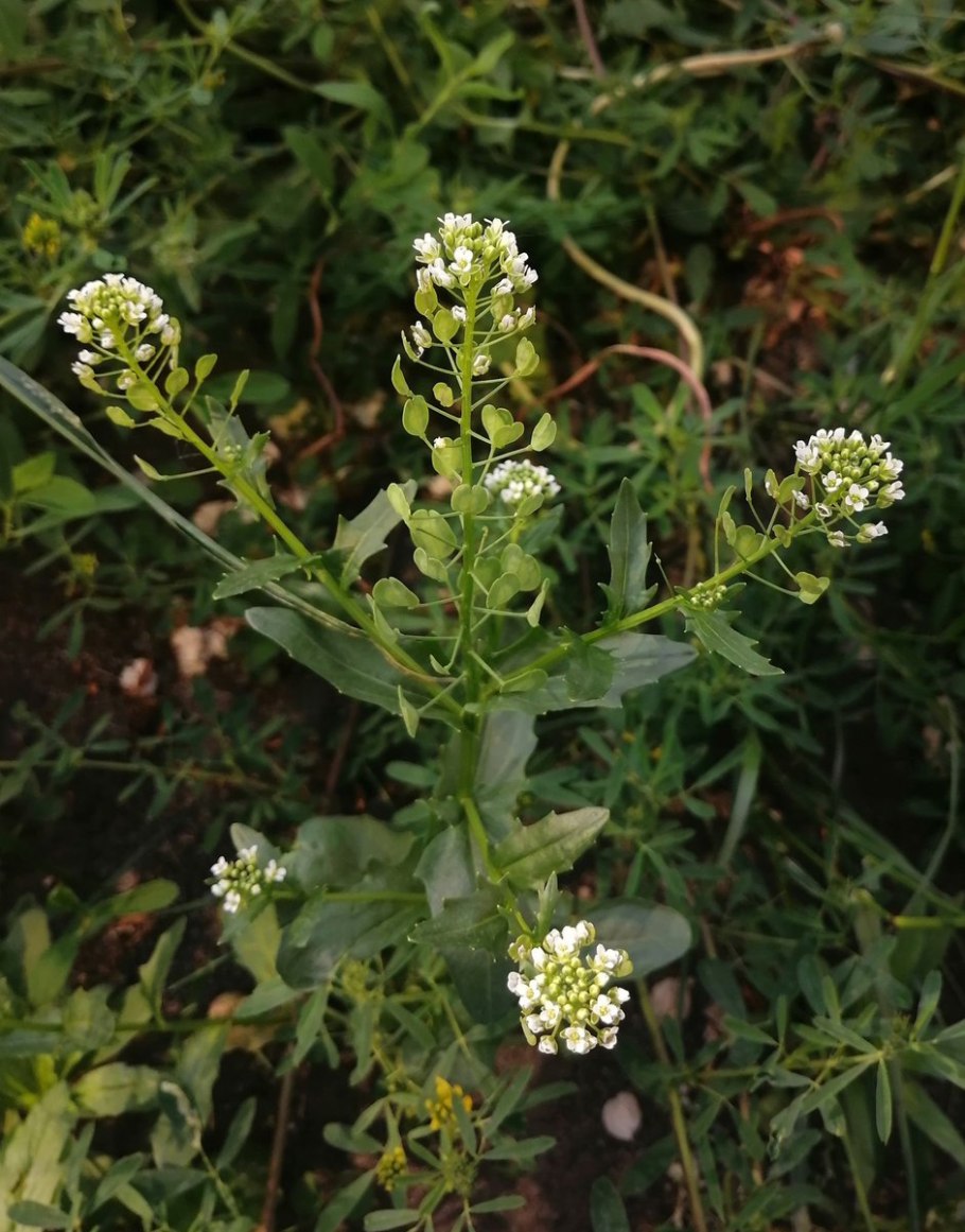 Ярутка Полевая