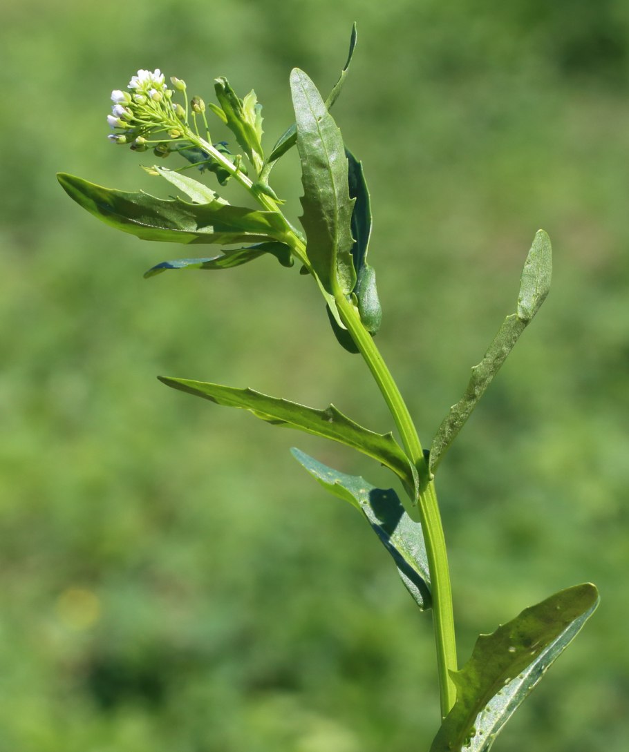 Thlaspi arvense ярутка Полевая
