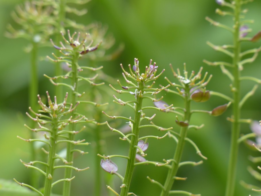 Крестоцветные – ярутка Полевая.