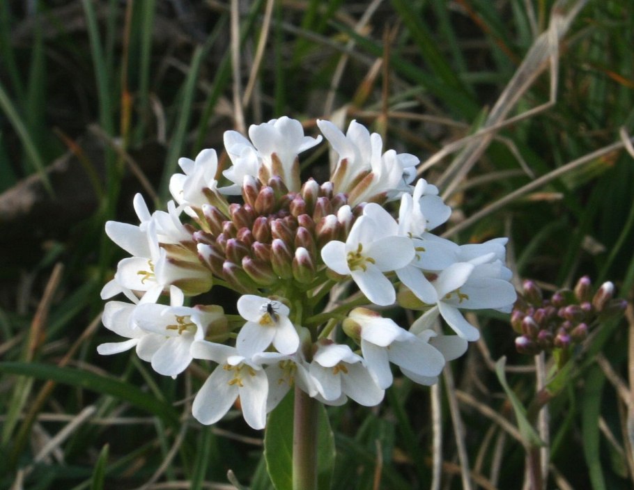 Ярутка Шовица