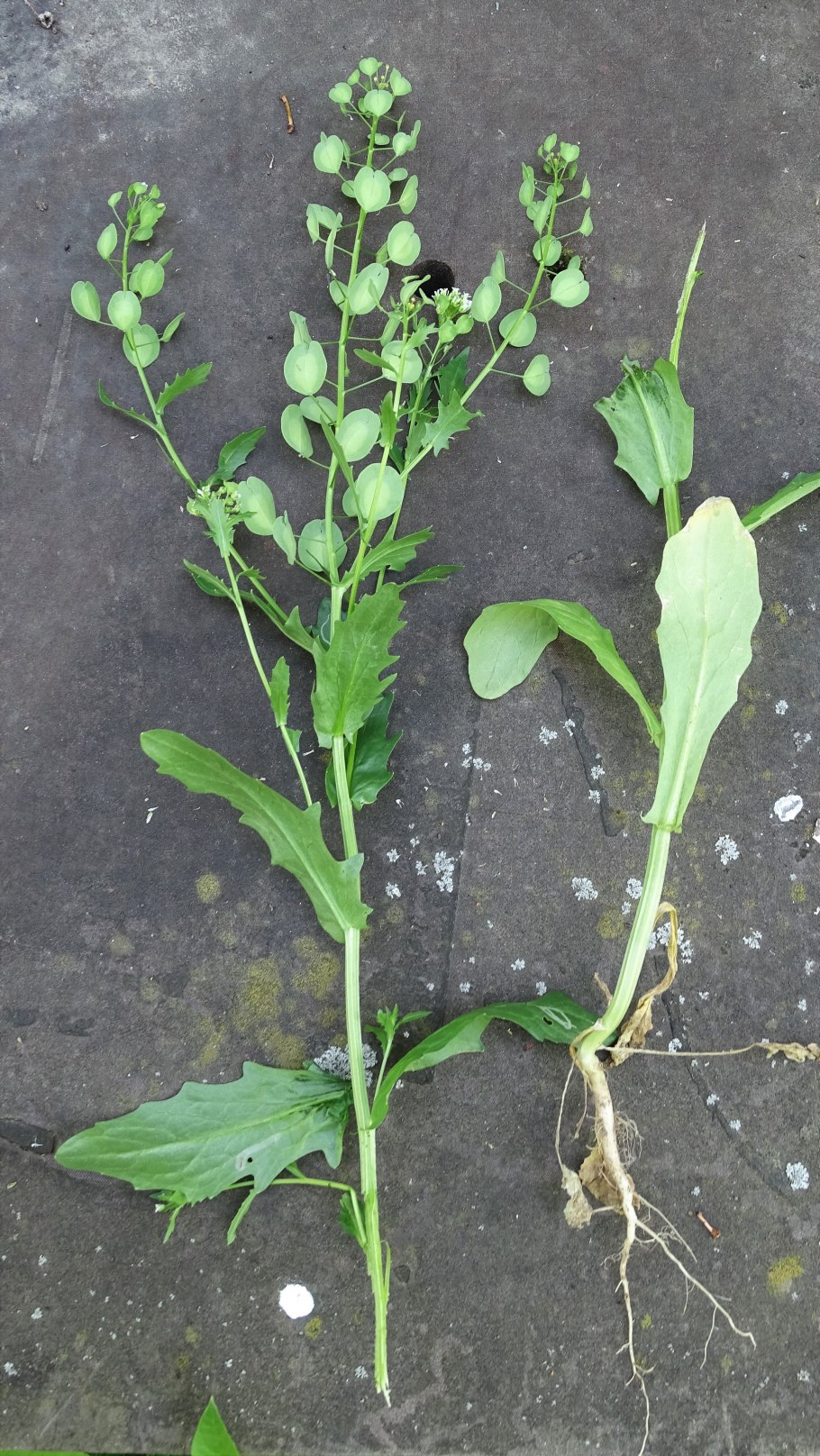 Thlaspi arvense ярутка Полевая