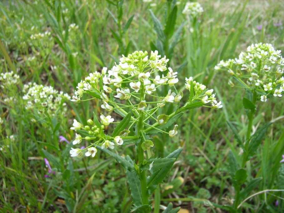 Ярутка Полевая Росток