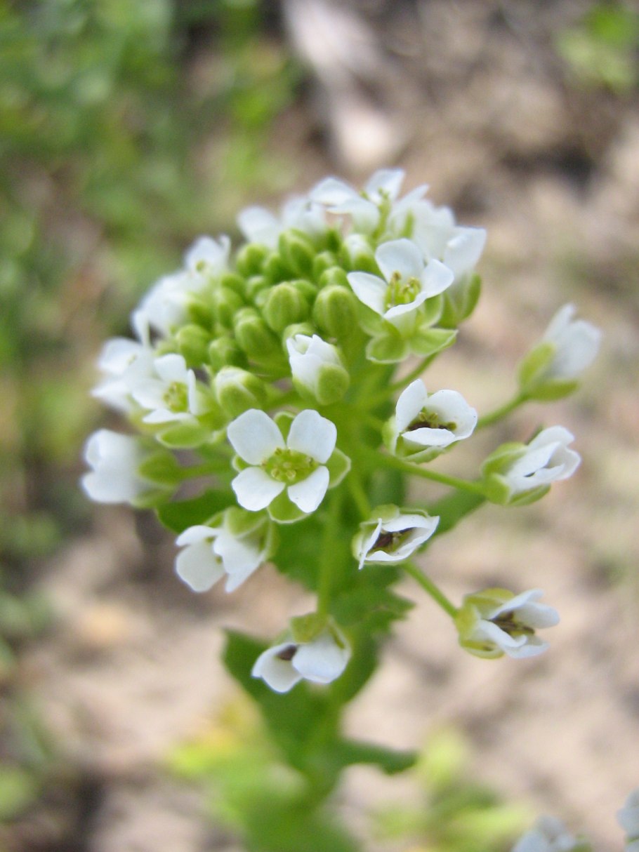 Пастушья сумка (Capsella Bursa-pastoris)