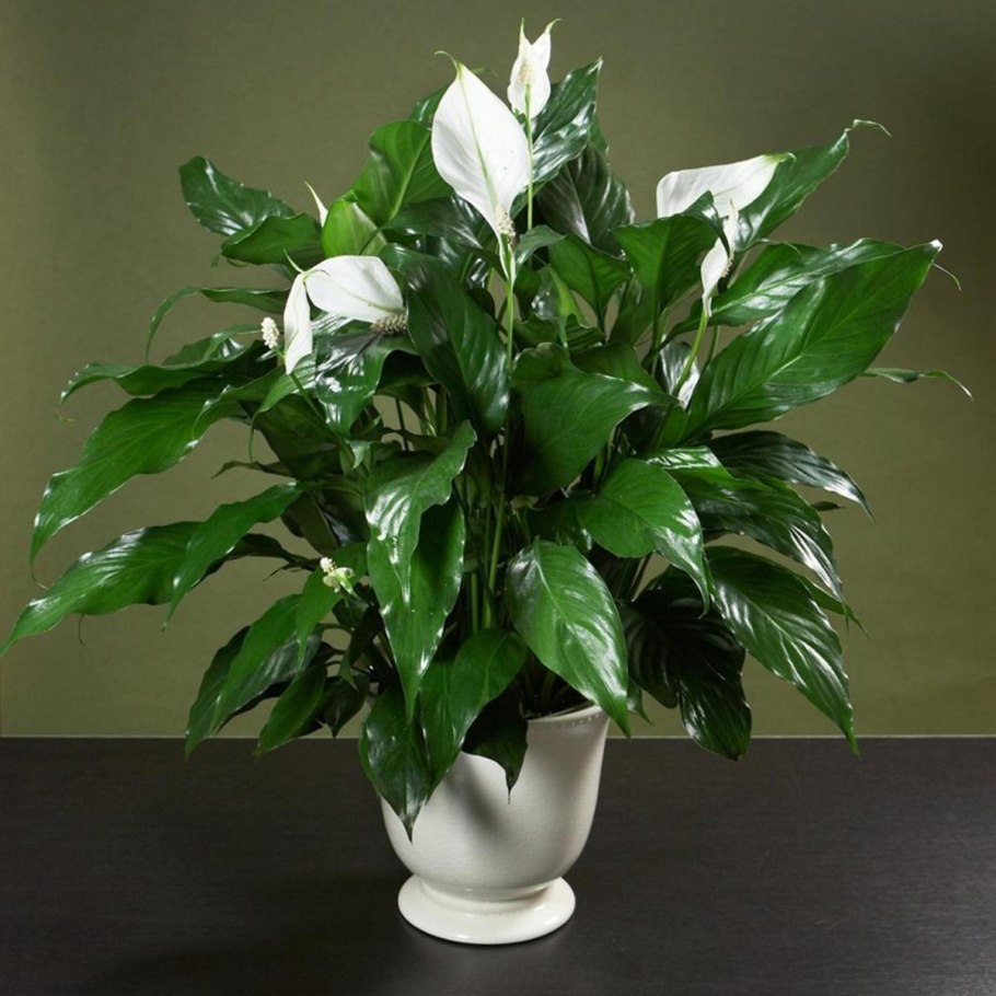 Спатифиллум (Spathiphyllum)