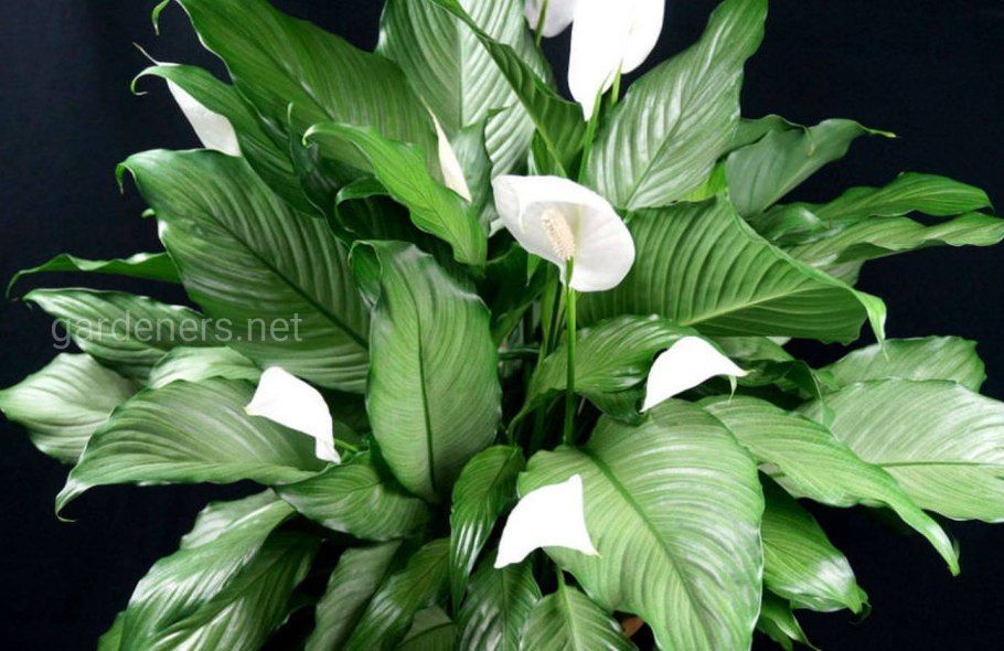 Спатифиллум Джаноме