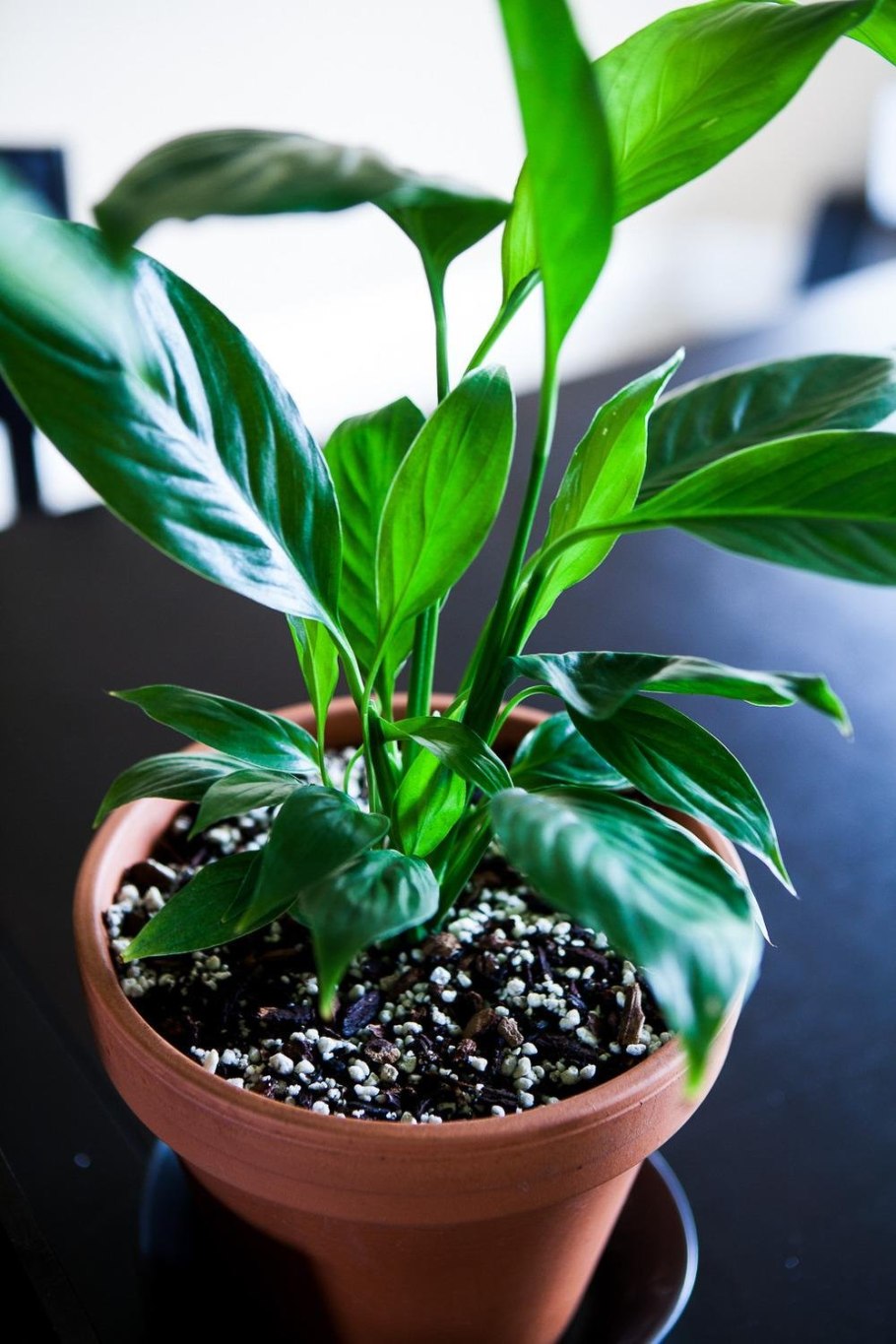 Спатифиллум ложковидный