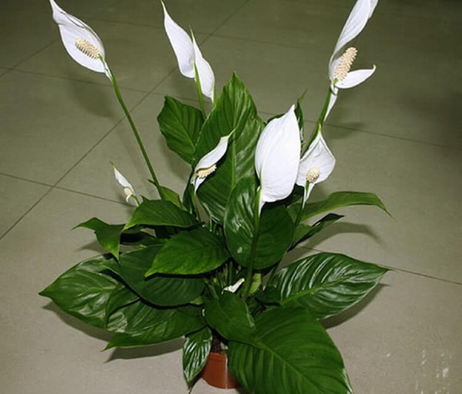 Spathiphyllum wallisii цветок