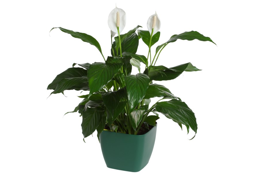 Комнатные цветы спатифиллум
