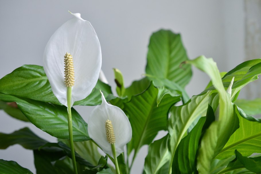 Спатифиллум (Spathiphyllum)