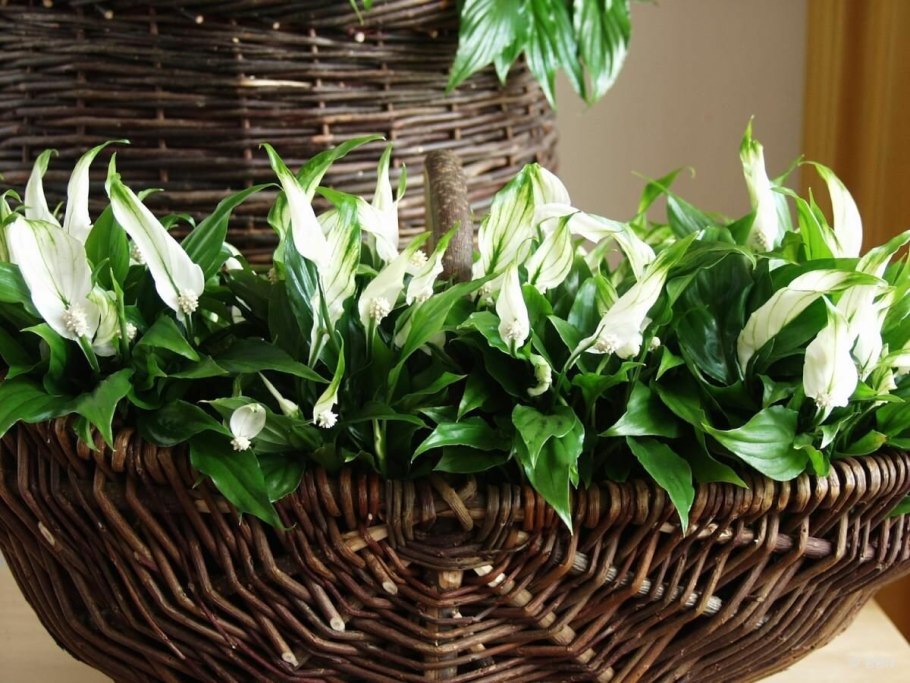 Спатифиллум (Spathiphyllum)