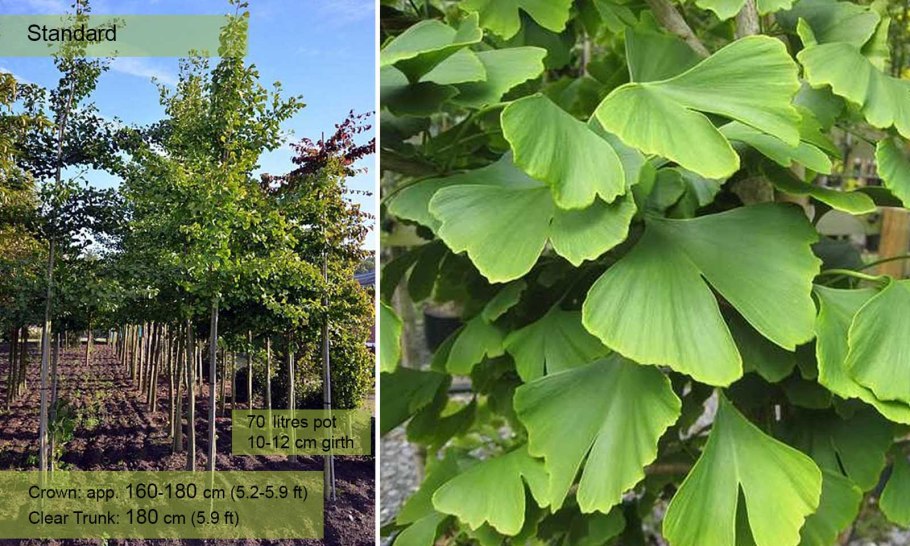 Гинкго двулопастной деревья