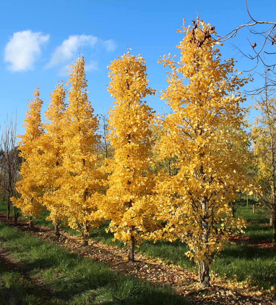 Растение гинкго двулопастный