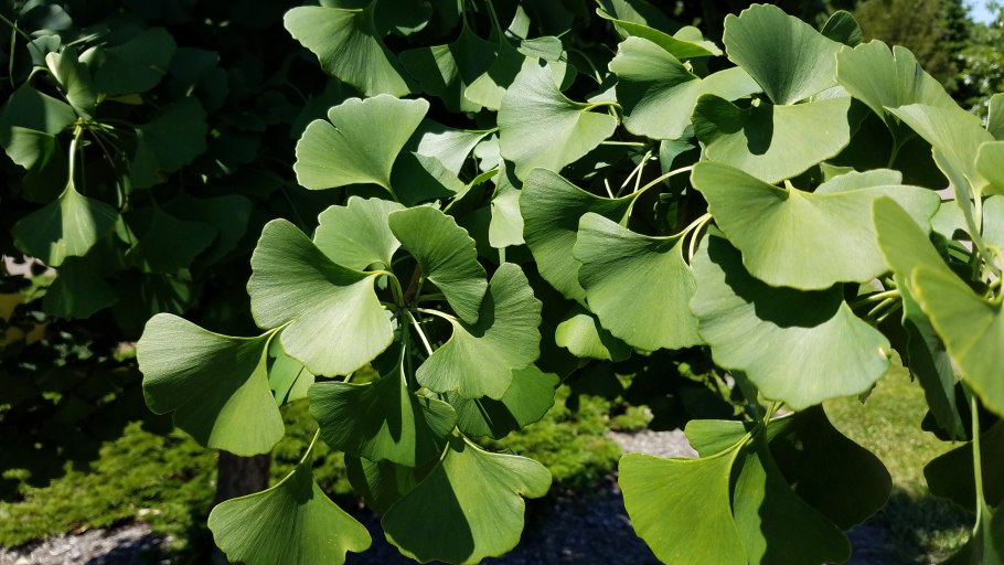 Серебряный гинкго дерево