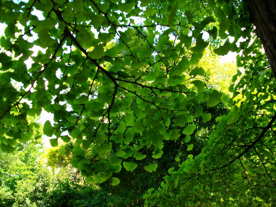 Гинкго билоба дерево