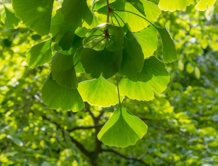 Реликтовое дерево гинкго