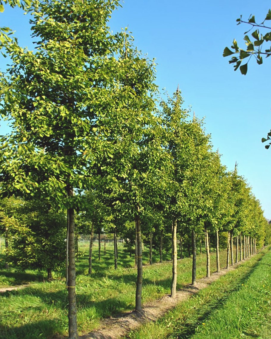 Гинкго билоба