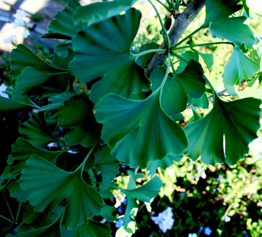 Гинкго билоба Ginkgo Biloba California Sunset