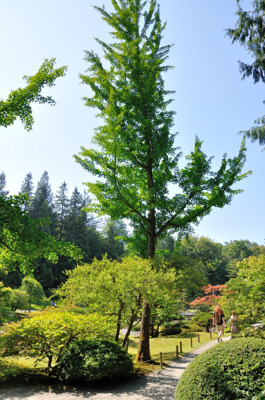 Гинкго двулопастный дерево