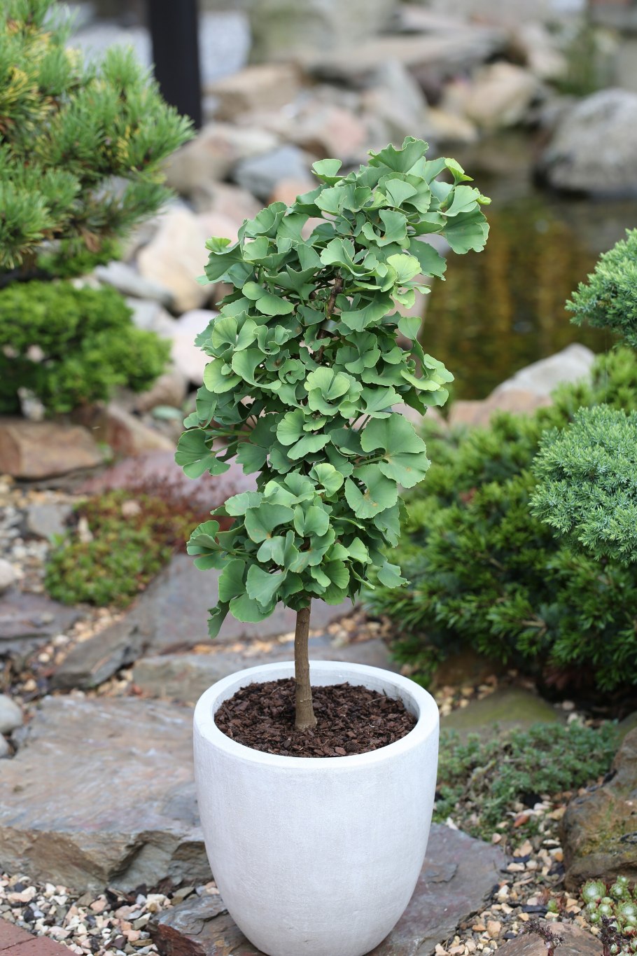 Гинкго билоба "Ginkgo Biloba"