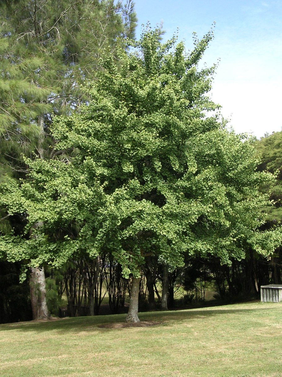 Дерево гинкго гинкго