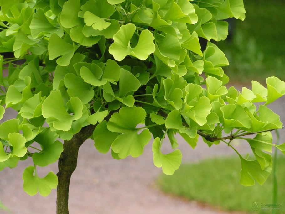 Гинкго билоба двулопастный