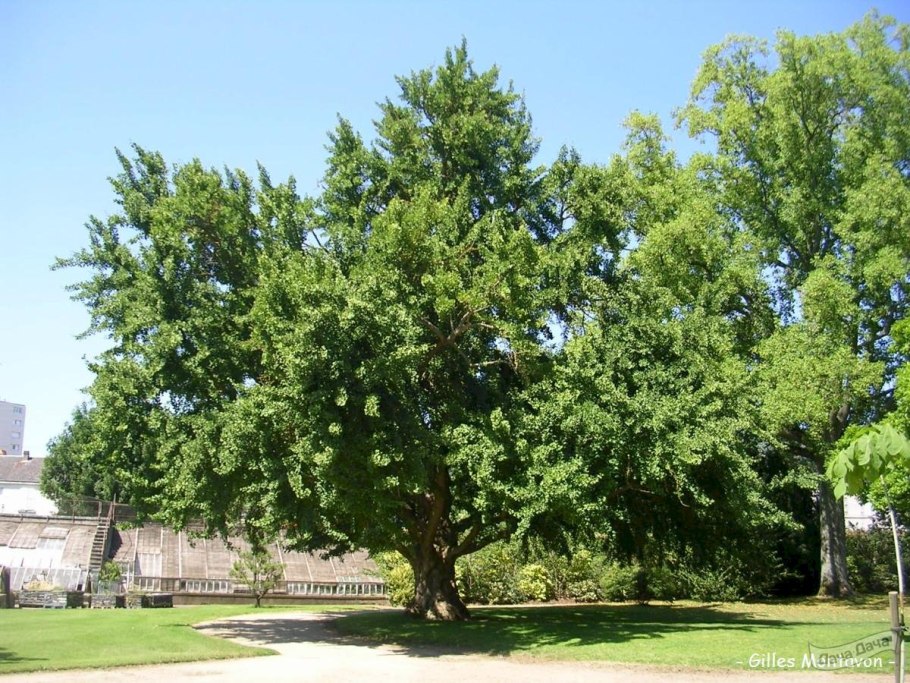 Реликтовое дерево гинкго (Владикавказ)