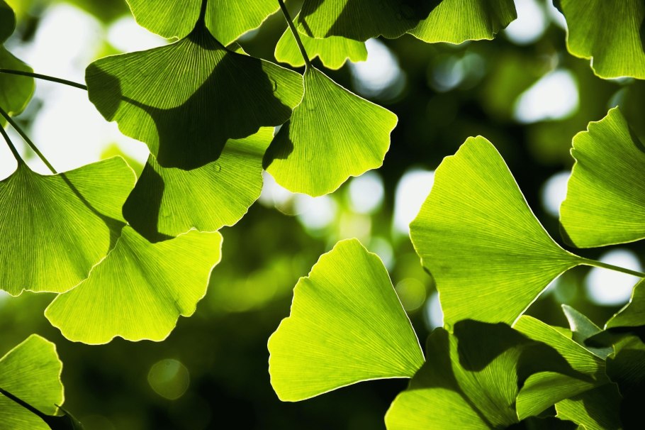 Гинкго билоба растение