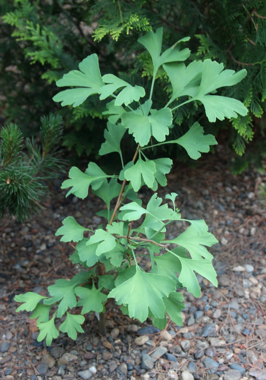 Ginkgo Biloba дерево Батуми
