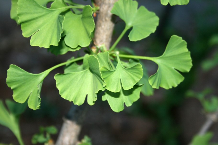 Ginkgo Biloba 'Fastigiata'