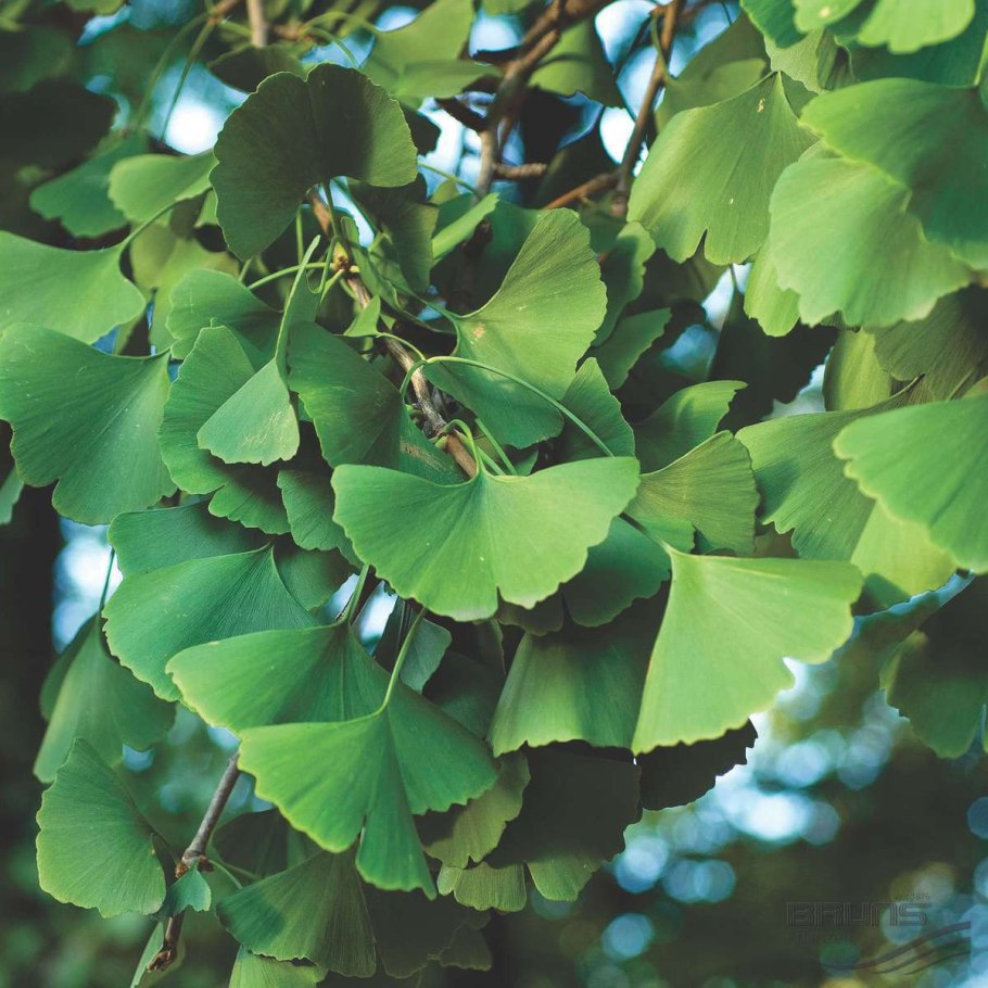 Гинкго молодое дерево