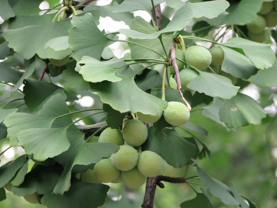 Ginkgo biloba (гинкго)