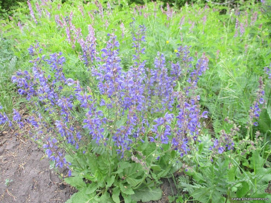 Шлёмник Байкальский шалфей