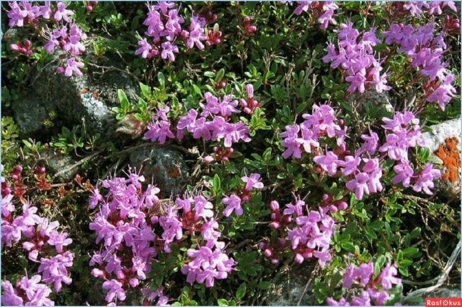 Багульник Дальневосточный