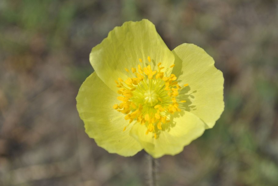 Кипрей Альба