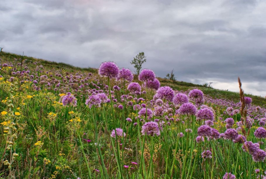 Луговые цветы Забайкалья