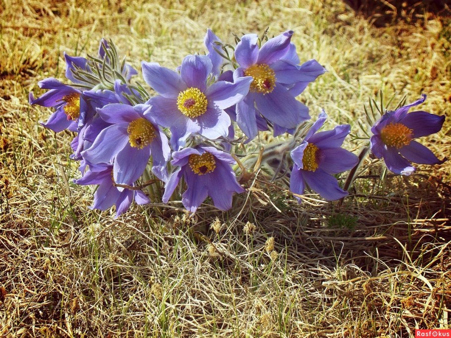 Багульник болотный (Ledum)