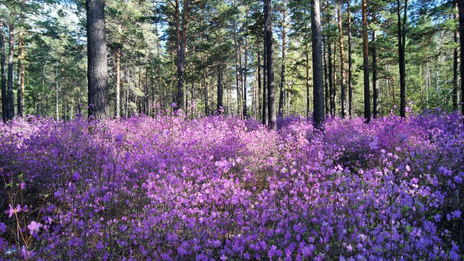 Шлёмник Байкальский растение