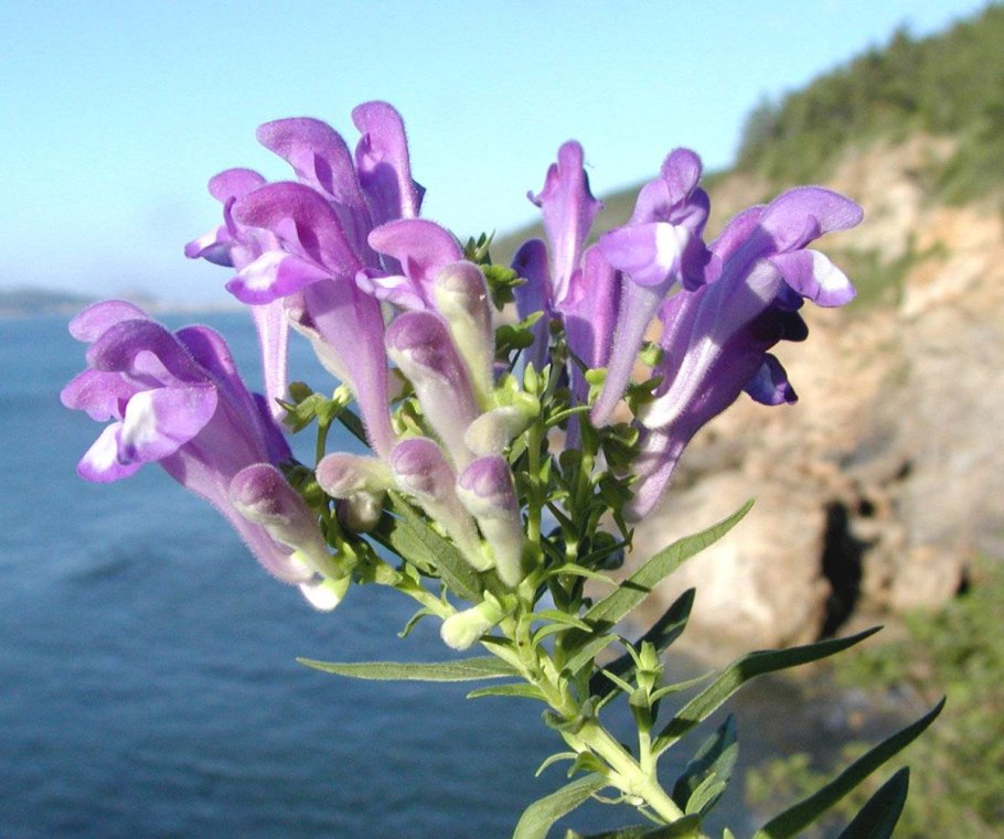 Багульник крупнолистный