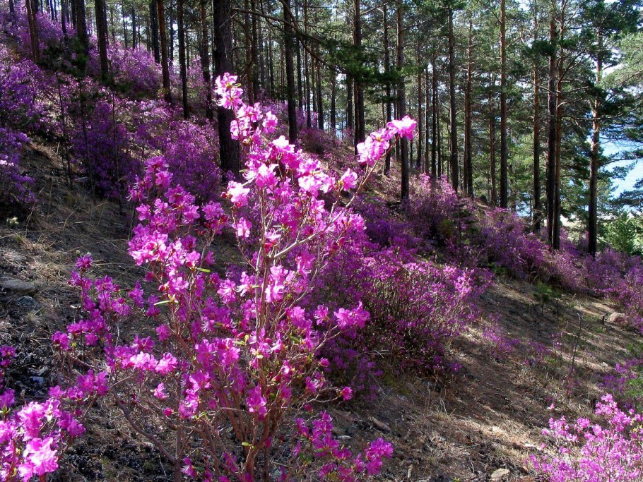 Багульник Забайкальский