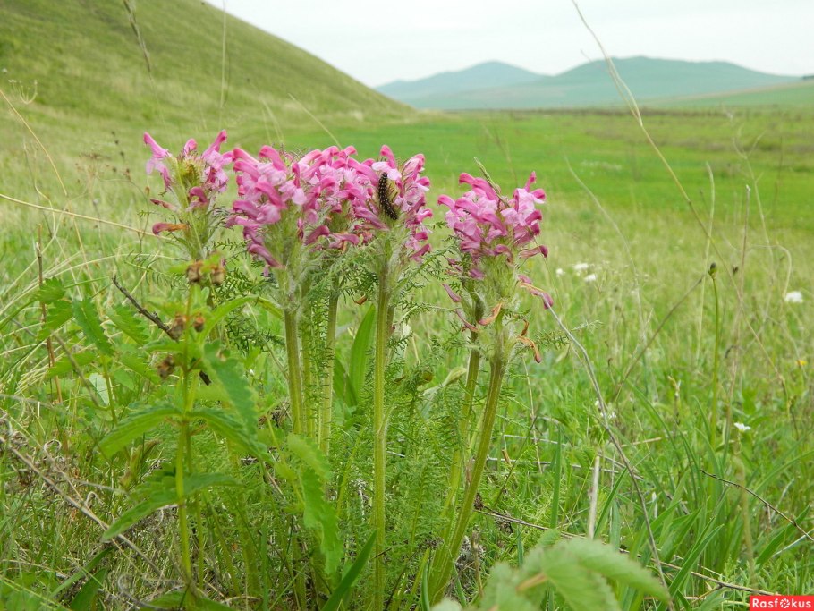 Солодка, лакричник (Glycyrrhiza),